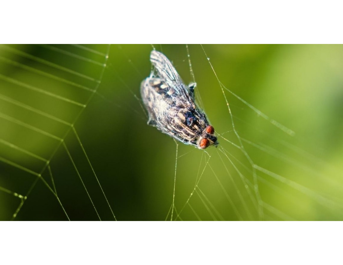 Trappole Biologiche