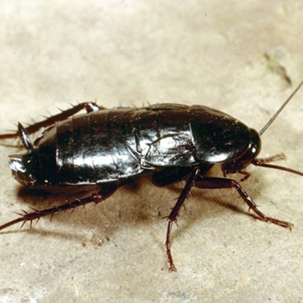Dissuasori per scarafaggi come funzionano. Richiedi la deblattizzazione