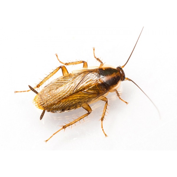 Blatta Germanica