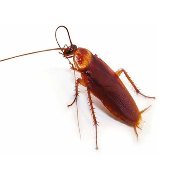 Periplaneta americana