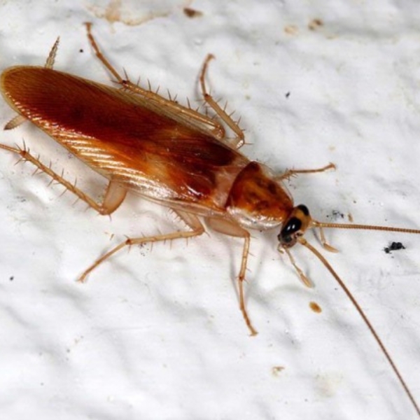 Supella longipalpa