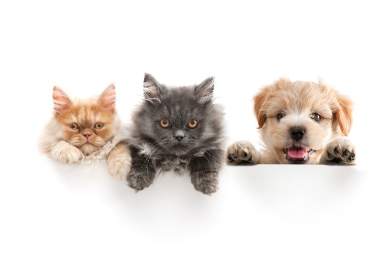 Disinfestazione sicura: gli insetticidi che non mettono in pericolo i tuoi animali